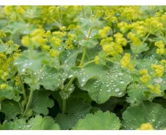 Soft lady's mantle