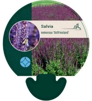Perennial Sage