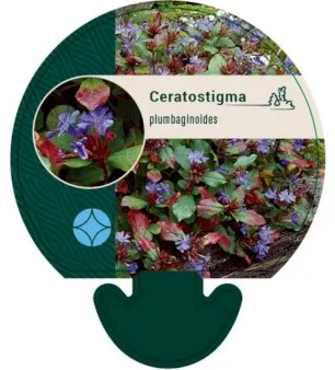 Leadwort
