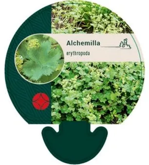 Lady's Mantle
