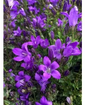 Creeping Bellflower