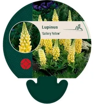 Perennial Lupin