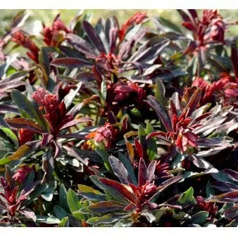 Spurge