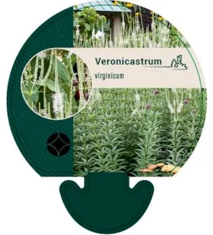 Culver’s Root