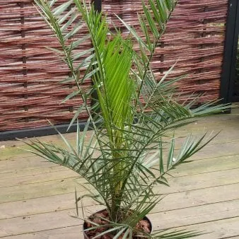 Canary Island Date Palm