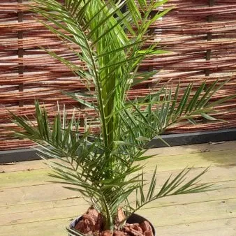 Canary Island Date Palm