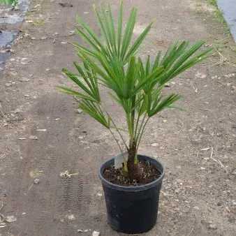 Hemp palm